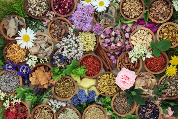 Herbal Remedies and Botanical Medicine