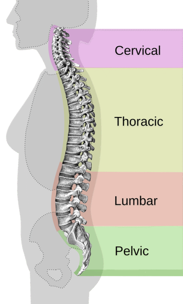 Types of Spinal Curves