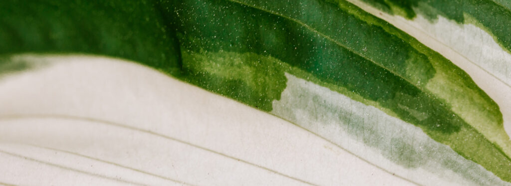 nutrition consultant bg footer.jpg