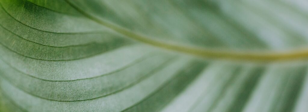 nutrition consultant bg footer2.jpg