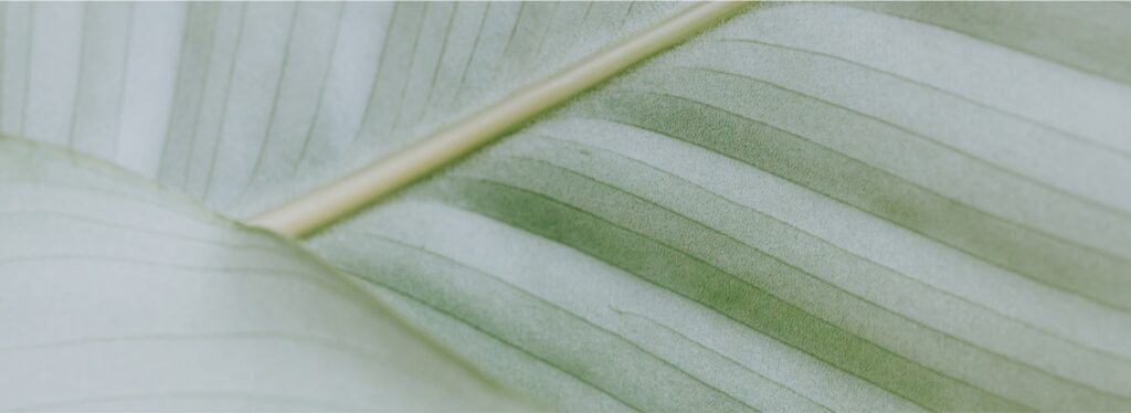 nutrition consultant bg footer3.jpg